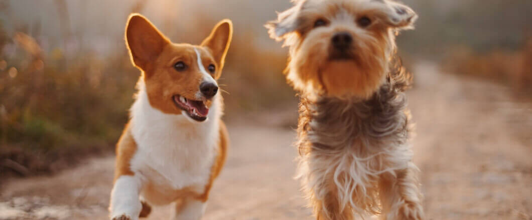 IRONdogline Cambio e resi