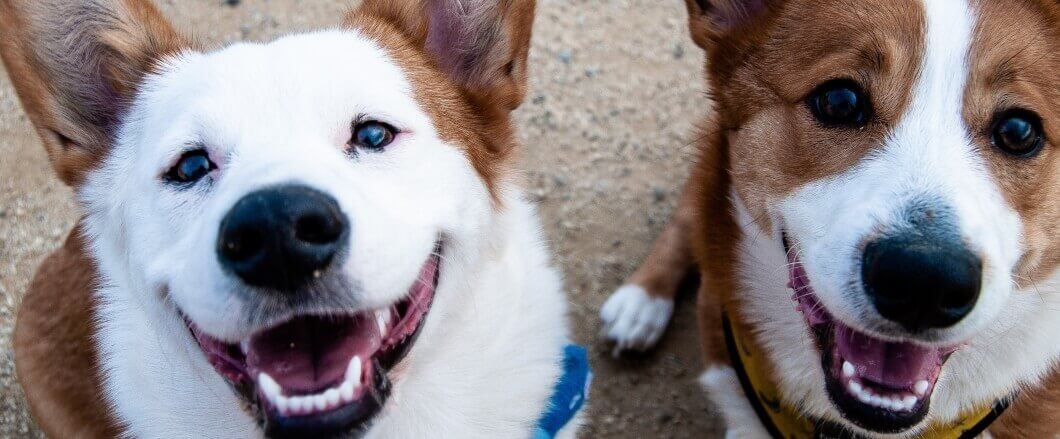 IRONdogline Spedizioni