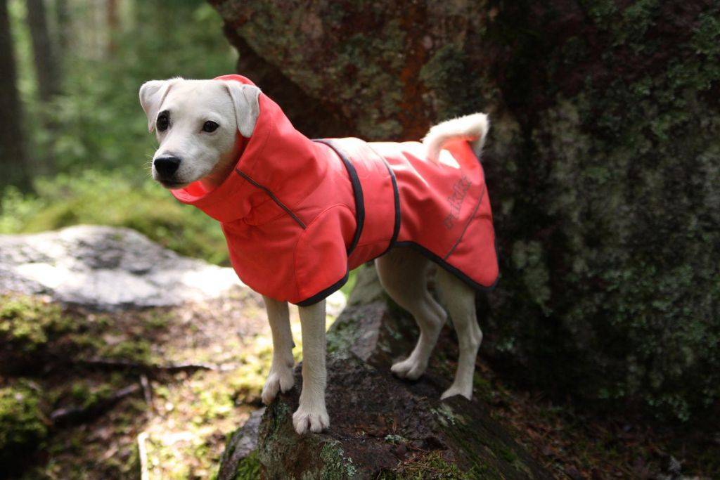 Dog hotsell thermal jacket