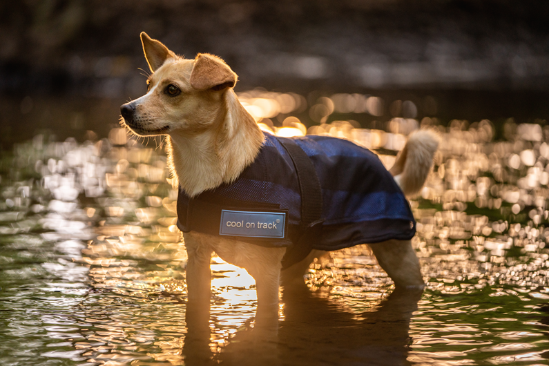 COOLING DOG COAT