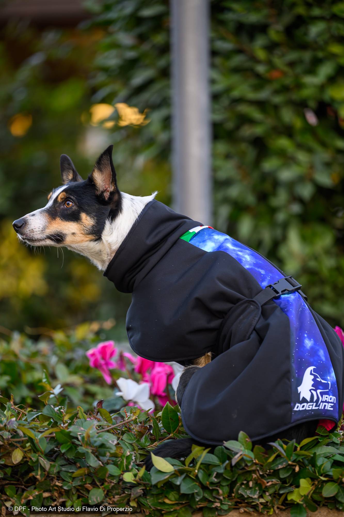 STAR Dog Coat