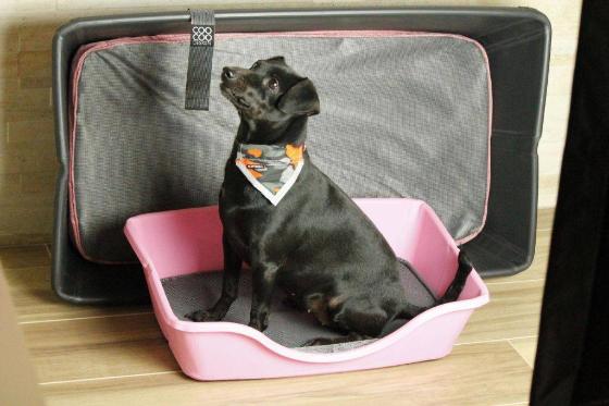 CESTA CANI WONDERFOLD SMALL