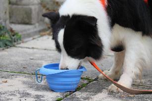 CIOTOLA ROADTRIPPER BOWL