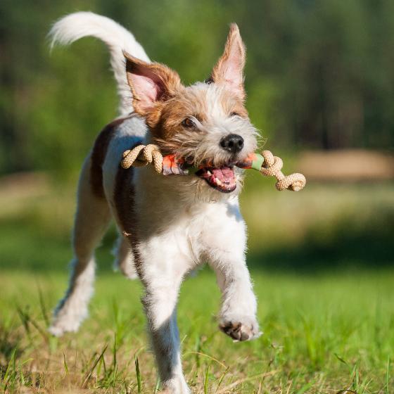 GIOCO TELA CATCH