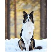 Fischietto Logan Ventura Brass