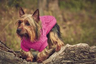 MAGLIONCINO RINFRANGENTE STARDUST KNITWEAR