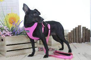 PETTORINA BIG CONFORT