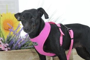 PETTORINA BIG CONFORT