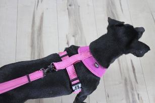 PETTORINA BIG CONFORT