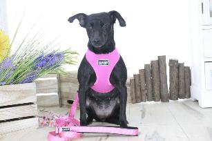 PETTORINA BIG CONFORT