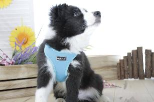 PETTORINA BIG CONFORT