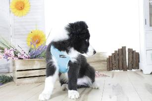 PETTORINA BIG CONFORT