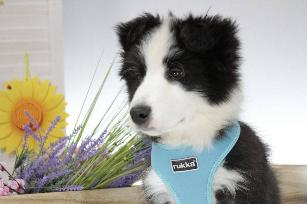 PETTORINA BIG CONFORT