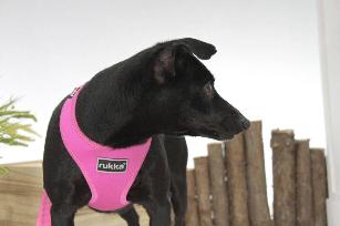 PETTORINA BIG CONFORT