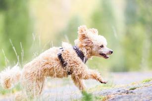 PETTORINA COMFORT AIR