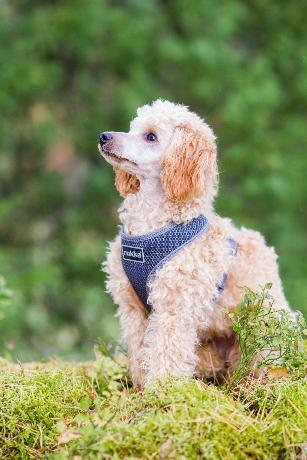 PETTORINA COMFORT AIR