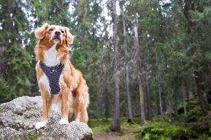 PETTORINA COMFORT AIR