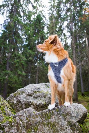 PETTORINA COMFORT AIR