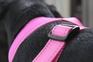 PETTORINA MINI CONFORT