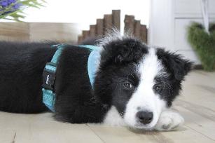 PETTORINA MINI CONFORT