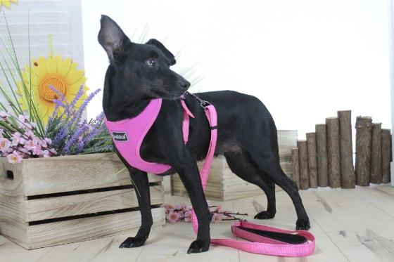 PETTORINA MINI CONFORT