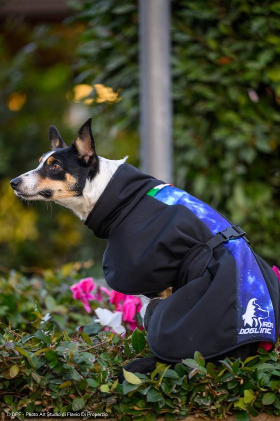 STAR Cappotto Cane