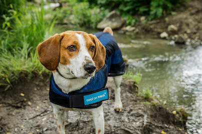 COOLING DOG COAT