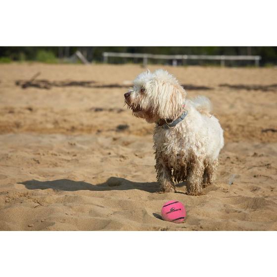 Dog Comets Neutron Star Tennis Ball With Squeaker 