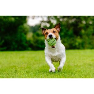 PALLINA COMET DOG 