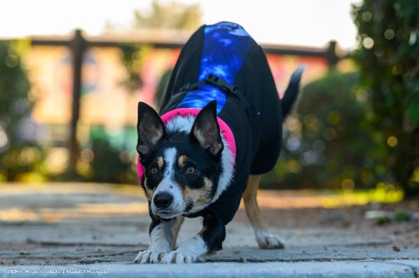 STAR Dog Coat