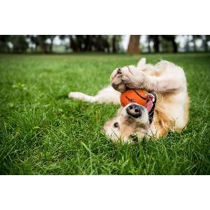 PALLINA COMET DOG 